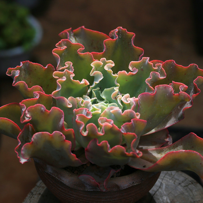 贵货高沙之翁舞会红裙婚纱法国皇后包菜缀化o多肉植物系列窗口绿