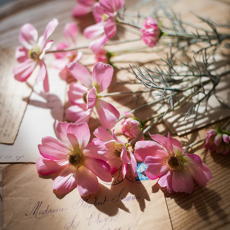 速发 格桑菊装波斯花 花套 花艺装饰摆件造景陈列清新礼物