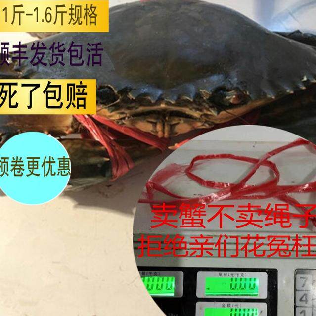 大青蟹包活红鲟母蟹红膏蟹