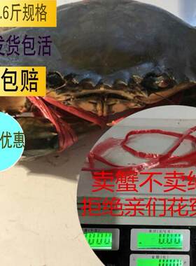 大青蟹包活红鲟母蟹红膏蟹