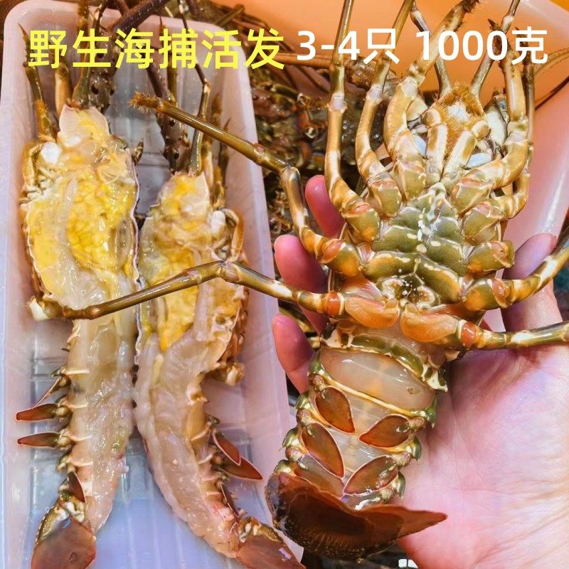 东山岛海鲜鲜活捕捞野小青龙活冻发小青龙澳龙 花龙大龙虾