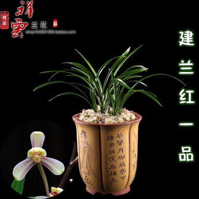 速发兰花苗建光 红一品 梅大品夏皇梅一品八君荷黄绿兰登五岳峨嵋