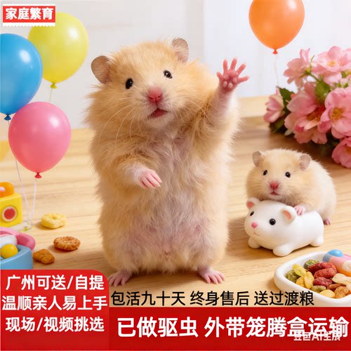 家养仓鼠金丝熊健康包活九十天