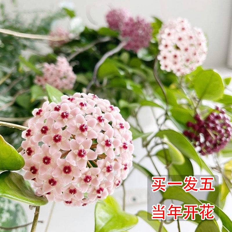 现货速发球兰带花大苗四季球兰花盆栽绿叶室内外台爬藤吊兰花盆栽
