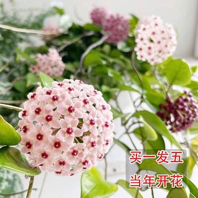 现货速发球兰带花大苗四季球兰花盆栽绿叶室内外台爬藤吊兰花盆栽