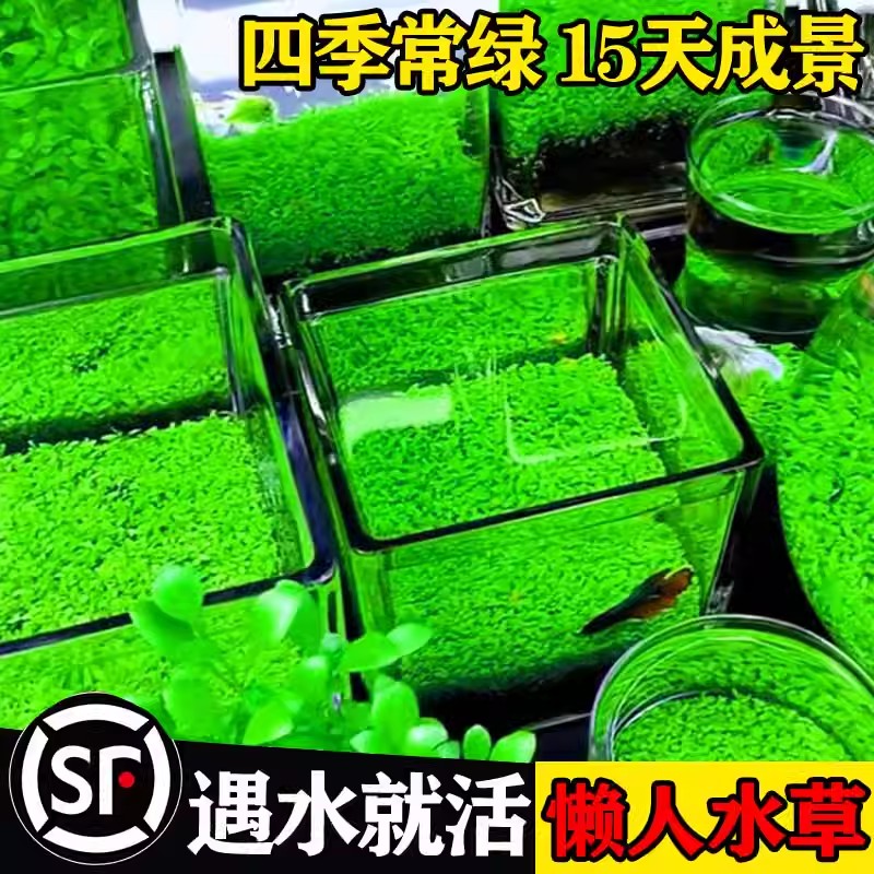 速发生态玻璃鱼缸小型乌龟缸水草籽植物装草造景桌面客厅家用真饰