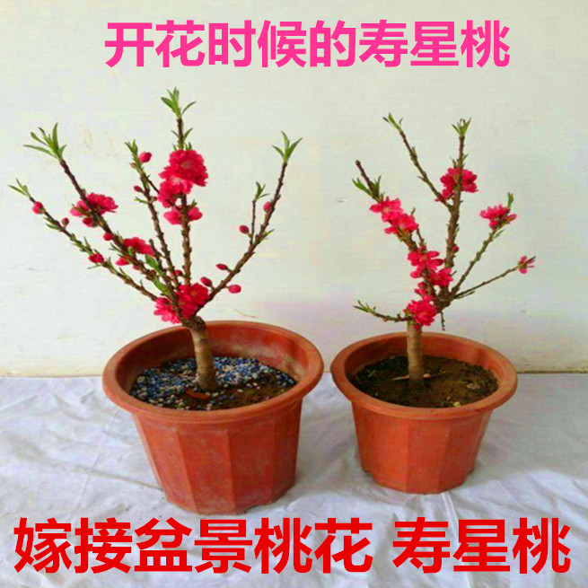 速发盆栽重瓣桃花寿星桃栽老桩室内外盆景地苗观赏桃花耐寒矮壮好