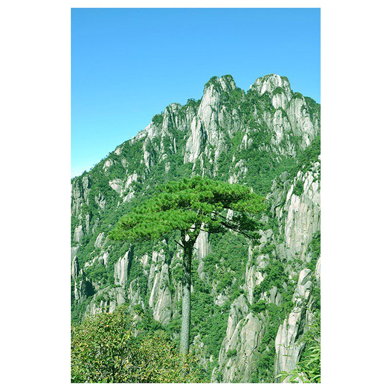 速发靠山图背有靠山办公室玄关装饰画有山无水石头山迎客松墙贴墙
