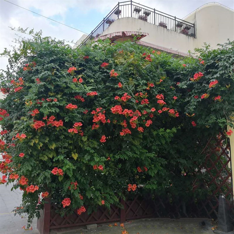 现货速发花园爬藤类植物“凌霄/风车茉莉/多花素馨/金银花/葡萄等