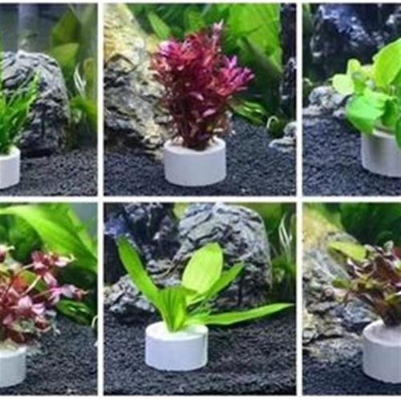 玻璃水草杯水草培育种植杯造景杯鱼缸装饰水族箱水草养育盆包邮 风享购 玻璃水草杯水草培育种植杯造景杯鱼缸装饰水族箱水草养育盆包邮 风享购