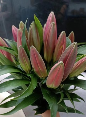 鲜花云南直发香水百合昆明基地