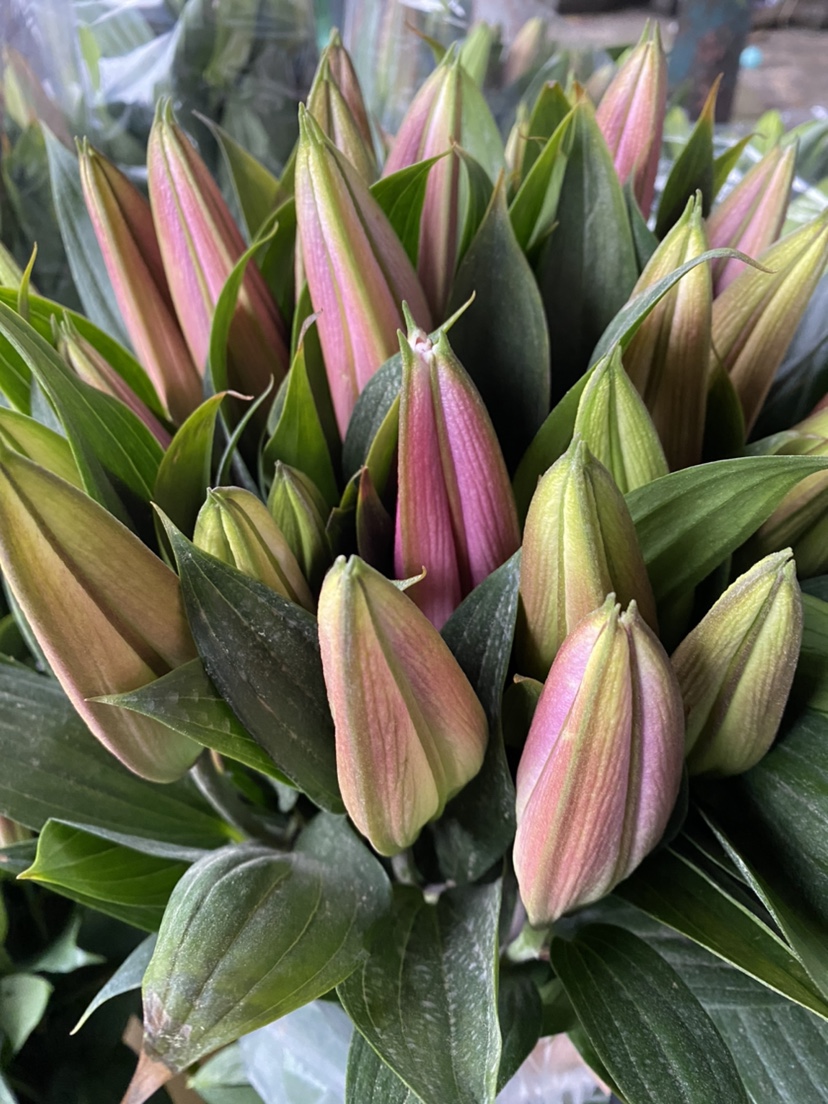 西伯利亚香水百合鲜花云南基地直发家用昆明直批直供水养插花包邮