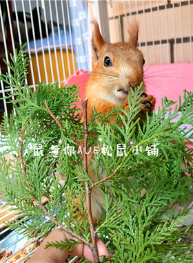 松鼠飞鼠啮齿类动物互动玩具大自然的礼物新鲜深山野生侧柏新鲜叶
