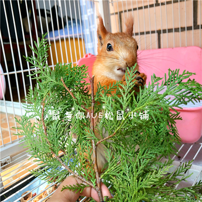松鼠飞鼠啮齿类动物互动玩具大自然的礼物新鲜深山野生侧柏新鲜叶