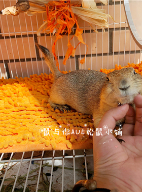 小异宠物笼内休息垫子睡觉打滚垫脚舒适松飞鼠花枝土拨龙猫蜜袋鼯