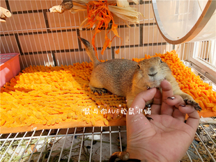 小异宠物笼内休息垫子睡觉打滚垫脚舒适松飞鼠花枝土拨龙猫蜜袋鼯