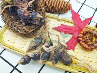 【鼠与你】松鼠蜜袋鼯飞鼠增肥冻干鹌鹑小蜜零食互动爱吃食物