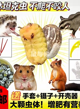 宠物松飞鼠蜜袋鼯花枝刺猬增肥高营养活体坦克虫杨拉罐洋辣子零食