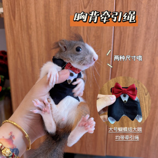 幼鼠胸背牵引绳衣服松鼠安格鲁貂狐獴外出牵引绳衣服带绳子特价 款