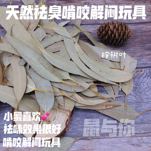 松鼠蜜袋鼯垫料除臭杀菌烘干桉树叶 桉树果 除臭救星实惠祛味垫料