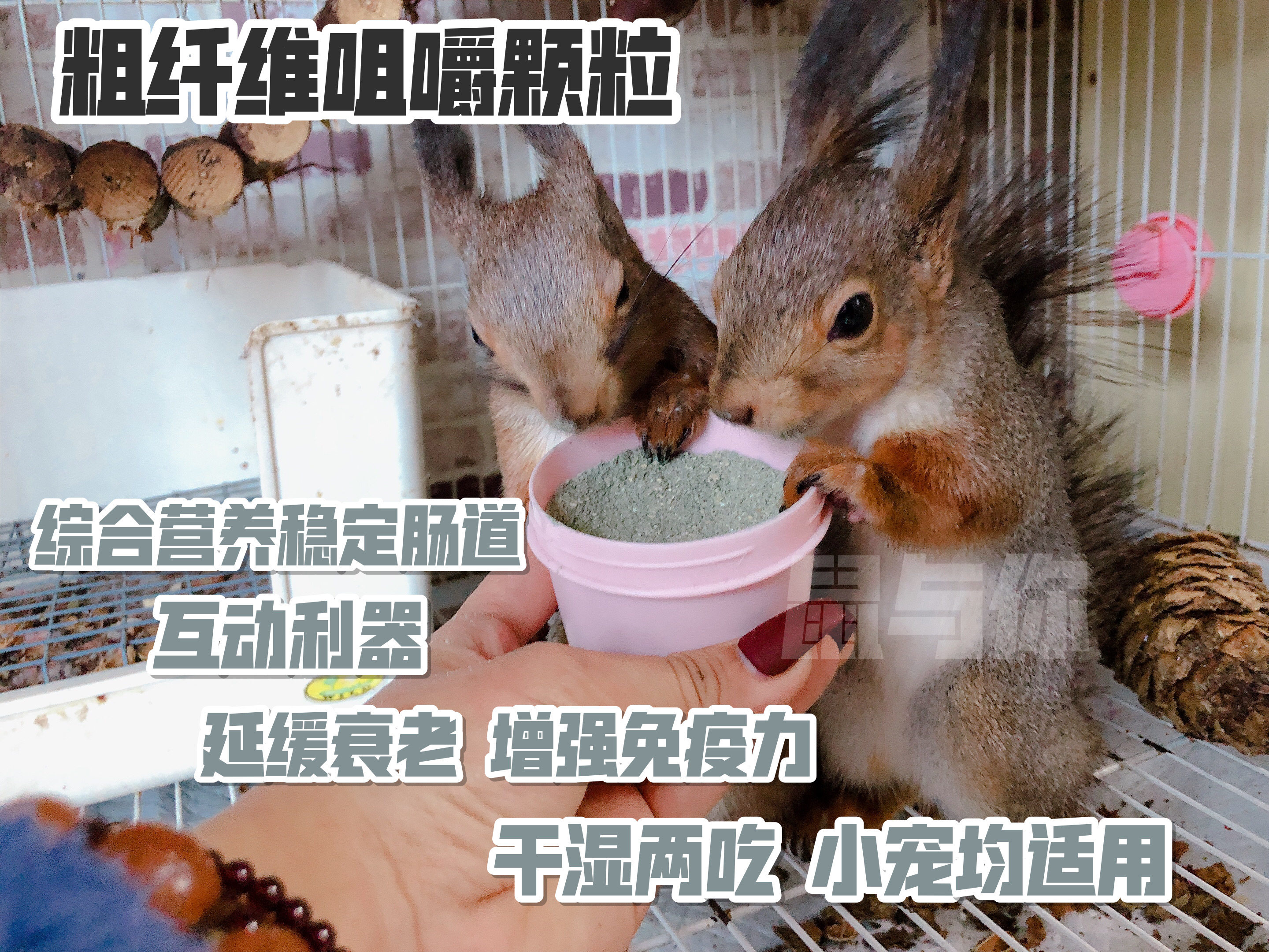 营养稳定肠道松鼠咀嚼粗纤维