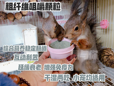 营养稳定肠道松鼠咀嚼粗纤维