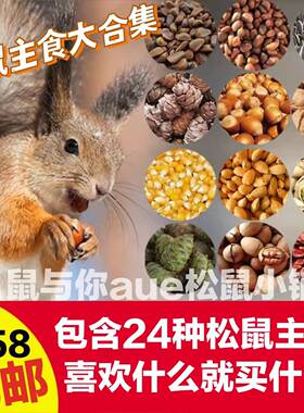 松飞鼠主粮食物套餐合集磨牙坚果啃咬红松塔籽大榛碧根巴旦木瓜子