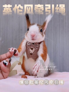 胸背裙子 松鼠丁满狐獴土拨鼠貂用装 饰胸背款 外出牵引绳情侣款 包邮