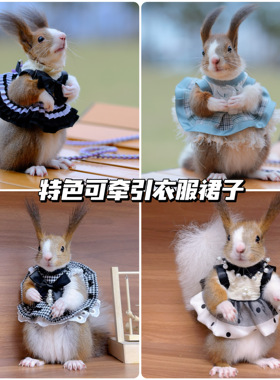 分体牵引绳衣服胸背款不勒舒适外出游玩松鼠狐獴接受定制裙子胸背