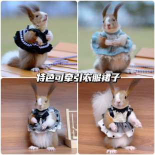 分体牵引绳衣服胸背款 不勒舒适外出游玩松鼠狐獴接受定制裙子胸背