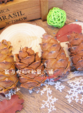 马尾松塔风干松果马尾松子天然未加工松鼠主粮零食物土拨仓鼠鹦鹉