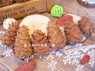 马尾松塔风干松果马尾松子天然未加工松鼠主粮零食物土拨仓鼠鹦鹉