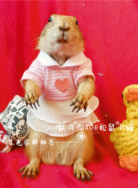 黑尾土拨鼠小衣服幼猫幼犬可爱卖萌拍照小裙子【软妹装】