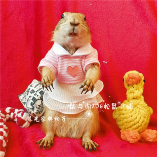 黑尾土拨鼠小衣服幼猫幼犬可爱卖萌拍照小裙子 软妹装