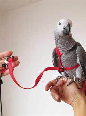 鹦鹉飞行绳放飞绳大中小各种尺寸 分体式 鹦鹉专用背带款 遛鸟绳