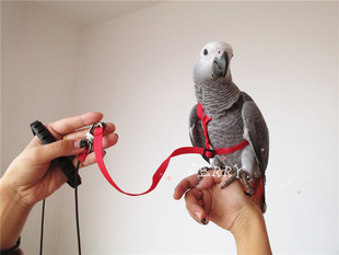 遛鸟绳 鹦鹉专用背带款 鹦鹉飞行绳放飞绳大中小各种尺寸 分体式