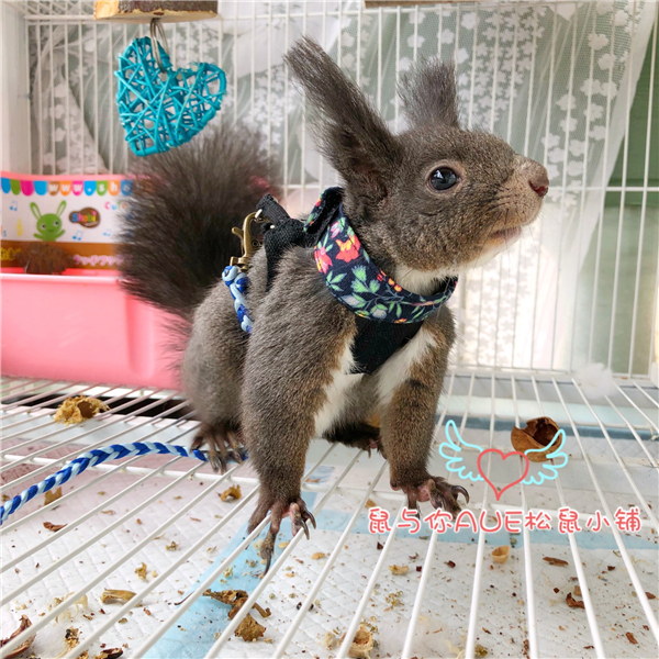 胸背式牵引绳松鼠蜜袋鼯豚鼠黑尾土拨鼠 不勒脖分体衣服牵引绳