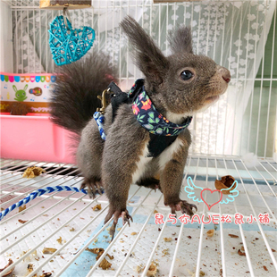 胸背式 不勒脖分体衣服牵引绳 牵引绳松鼠蜜袋鼯豚鼠黑尾土拨鼠