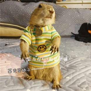 T恤款 多 多色选择可爱拍照卖萌小衣服 宠物土拨鼠小衣服T恤款