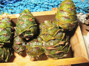 新鲜野生马尾青松果塔松飞鼠主粮零食物互动啃咬磨牙用品含松籽子