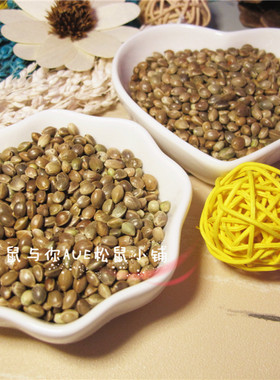 【鼠与你】带壳火麻子松鼠仓鼠