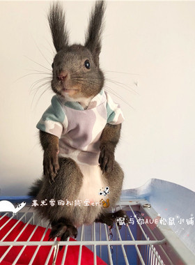 松鼠衣服春秋冬季款衣服立领卖萌可爱小衣服 多种款式迷彩花色 多