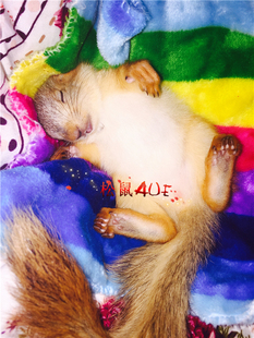 松飞鼠用品小毯子小抱枕超柔水貂绒布料冬季保暖松飞鼠生活用品