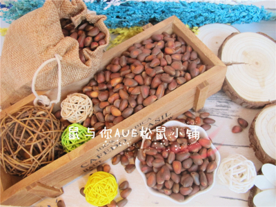 精品进口俄罗斯雪松子松鼠主食