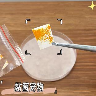 黏菌宠物菌种核黏菌饲养套装粘菌迷宫学生儿童生物实验细菌培养皿
