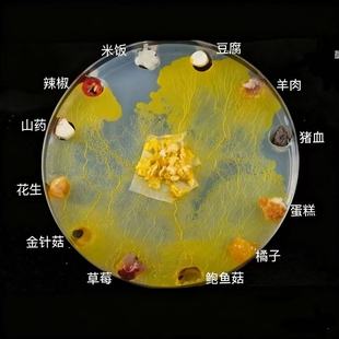 黏菌菌种饲养套装粘菌宠物学生迷宫实验观察曳尾菌多头绒泡菌培养