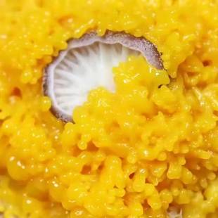 黏菌宠物菌核菌种迷宫曳尾菌史莱姆饲养套装学生版家养小宠物染色