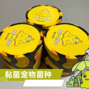 黏菌宠物菌种粘菌迷宫饲养套装多头绒泡菌核学生儿童生物实验培养