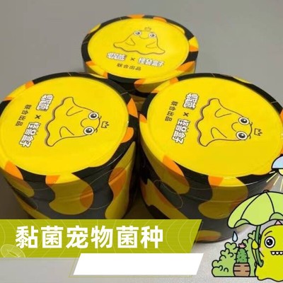 黏菌宠物菌种粘菌迷宫饲养套装多头绒泡菌核学生儿童生物实验培养