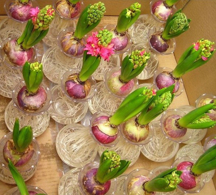 Narcissus Seed ball winter indoor Hydroponics Potted plant Narcissu Seed ball carving Four seasons Green plant Flower seeds Spring Festival Bloomin the Flower delivery/Flowers simulation/Plants gardening , Flowers/Fruits and vegetables/Lawn seed (New) , Bulbs  category - from Buy2taobao.com to provide professional Taobao agent buy service